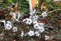 �C�܂܂ȓ��X