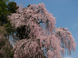 �C�܂܂ȓ��X