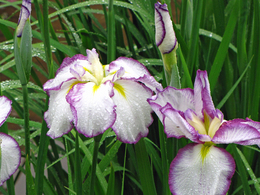 �C�܂܂ȓ��X