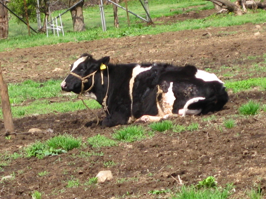 �y�b�g�ƘV�v�w