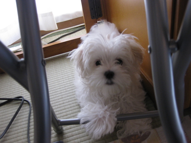 �y�b�g�ƘV�v�w