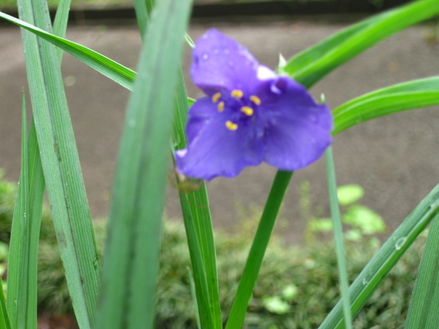 �y�b�g�ƘV�v�w