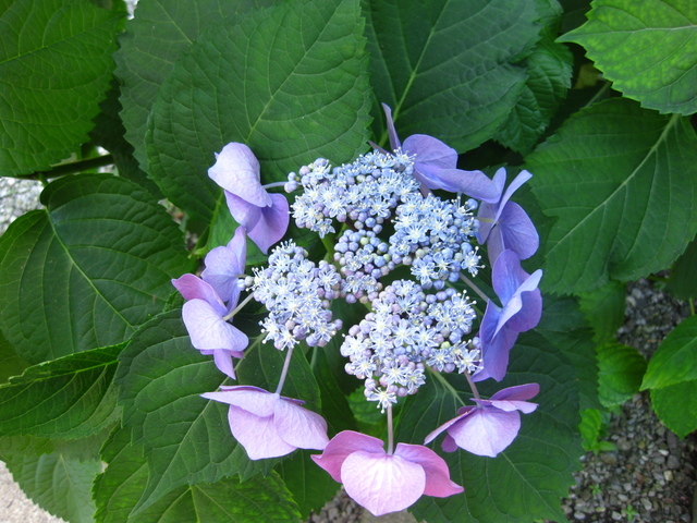 �y�b�g�ƘV�v�w