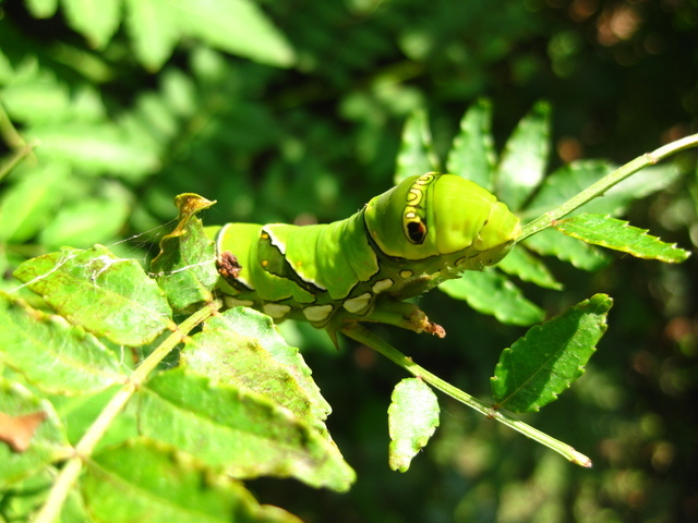 �y�b�g�ƘV�v�w