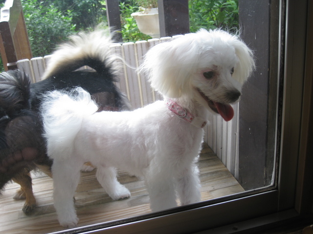 �y�b�g�ƘV�v�w