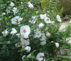 �y�b�g�Α��E�y�b�g���V-�y�b�g�Z�����j�[�Z���^�[�~-�~�s,�����s,�H���s,�������s,���䒬