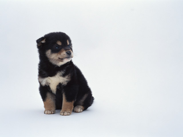 �y�b�g�Α��E�y�b�g���V-�y�b�g�Z�����j�[�Z���^�[�~-�~�s,�����s,�H���s,�������s,���䒬