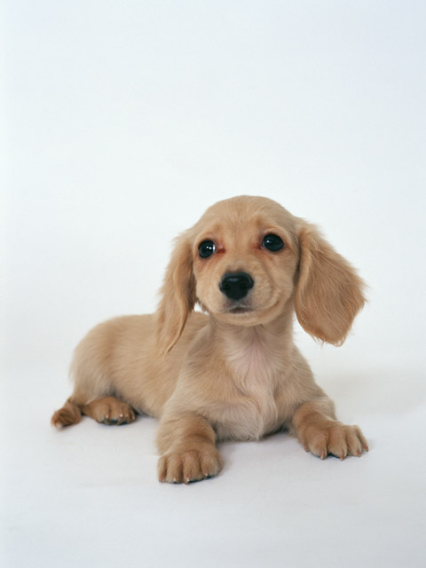 �y�b�g�Α��E�y�b�g���V-�y�b�g�Z�����j�[�Z���^�[�~-�~�s,�����s,�H���s,�������s,���䒬