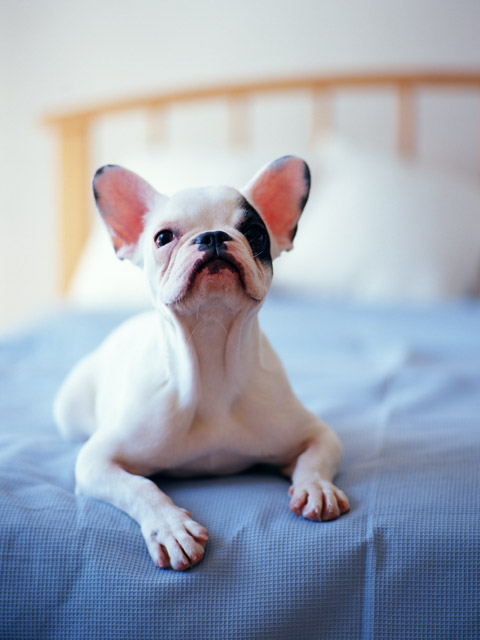 �y�b�g�Α��E�y�b�g���V-�y�b�g�Z�����j�[�Z���^�[�~-�~�s,�����s,�H���s,�������s,���䒬