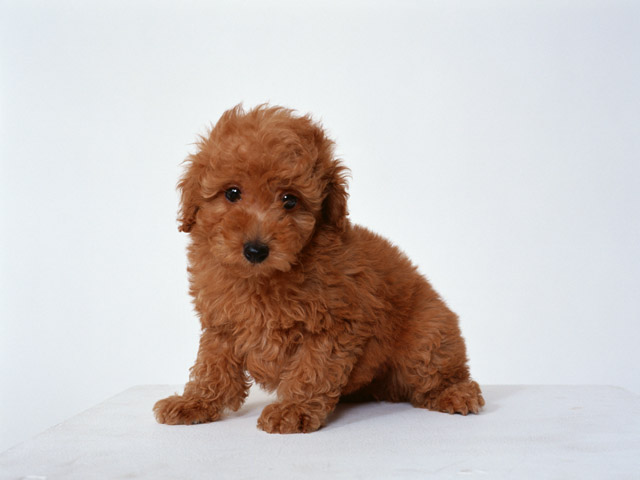 �y�b�g�Α��E�y�b�g���V-�y�b�g�Z�����j�[�Z���^�[�~-�~�s,�����s,�H���s,�������s,���䒬