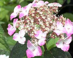 �Ă񂱂�����ǁI�������}��������