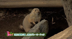 �Ă񂱂�����ǁI�������}��������