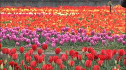 �Ă񂱂�����ǁI�������}��������