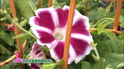 �Ă񂱂�����ǁI�������}��������