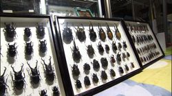 �Ă񂱂�����ǁI�������}��������