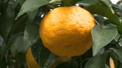 �Ă񂱂�����ǁI�������}��������