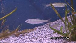 �Ă񂱂�����ǁI�������}��������