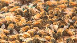 �Ă񂱂�����ǁI�������}��������