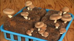 �Ă񂱂�����ǁI�������}��������