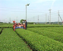 �Ă񂱂�����ǁI�������}��������