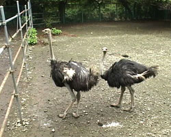 �Ă񂱂�����ǁI�������}��������