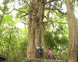 �Ă񂱂�����ǁI�������}��������