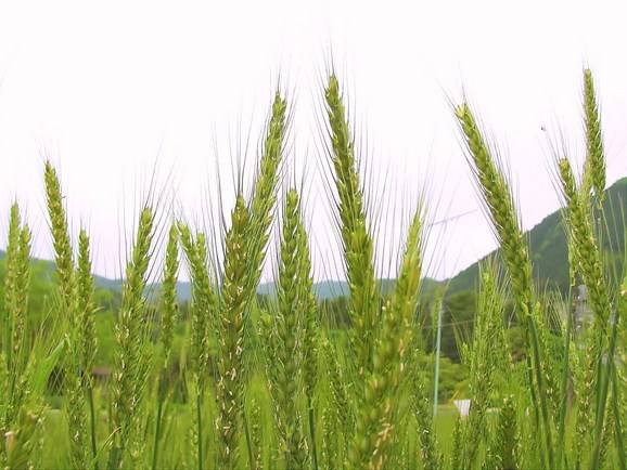 �o��Ƃ�悪��