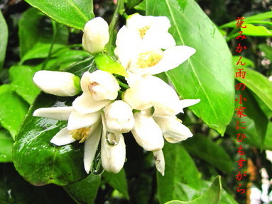 �o��Ƃ�悪��