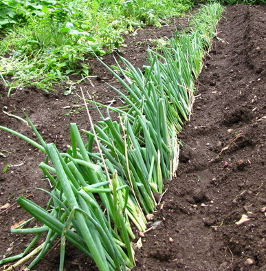 �o��Ƃ�悪��