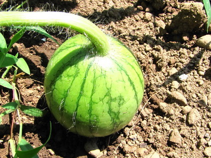 �o��Ƃ�悪��