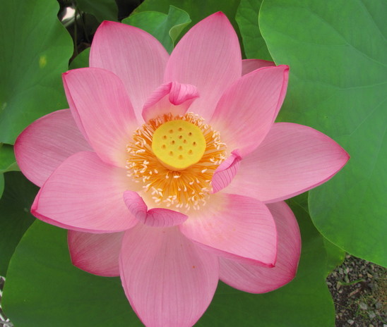 �o��Ƃ�悪��