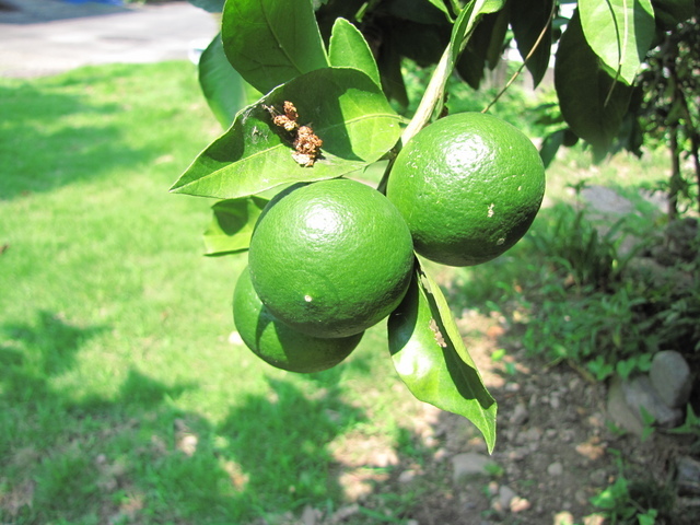 �o��Ƃ�悪��