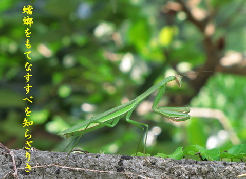 �o��Ƃ�悪��