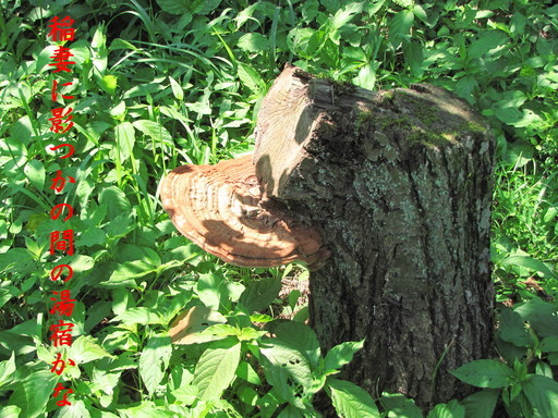 �o��Ƃ�悪��