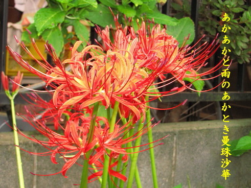 �o��Ƃ�悪��