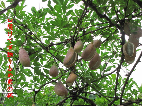 �o��Ƃ�悪��