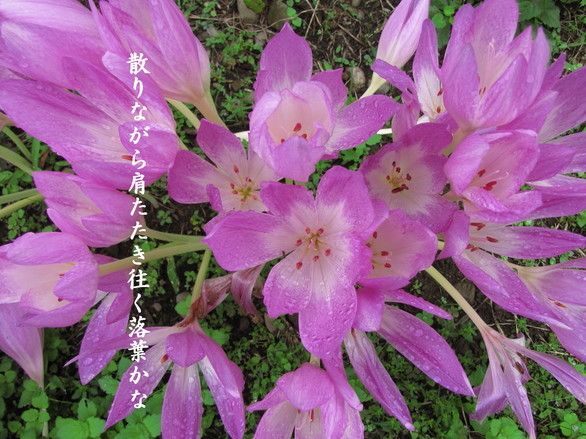 �o��Ƃ�悪��