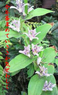 �o��Ƃ�悪��