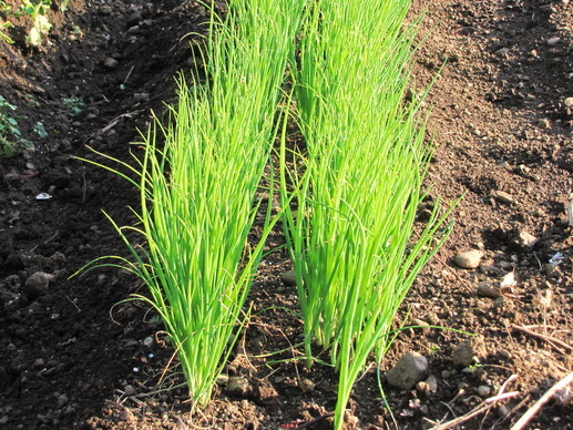 �o��Ƃ�悪��