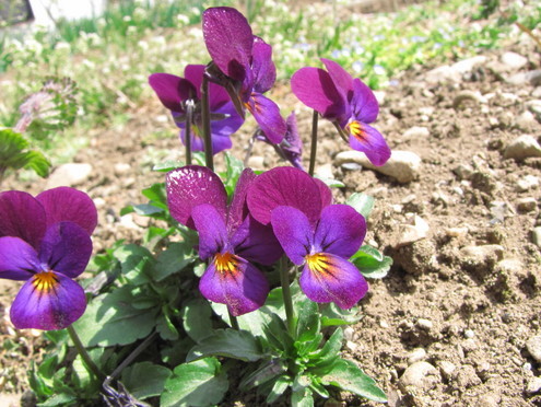 �o��Ƃ�悪��