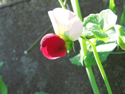 �o��Ƃ�悪��