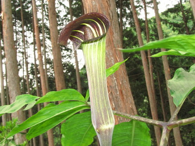 �o��Ƃ�悪��