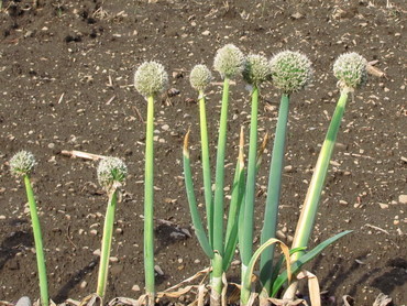 �o��Ƃ�悪��