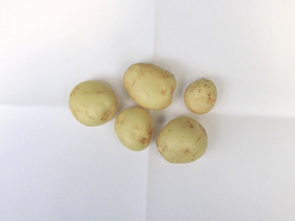 �o��Ƃ�悪��