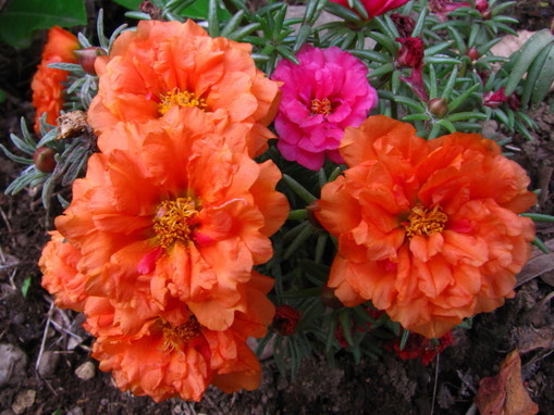 �o��Ƃ�悪��