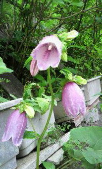 �o��Ƃ�悪��