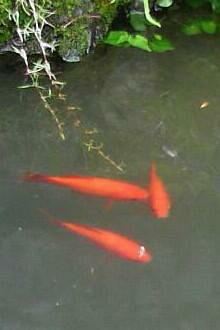 �o��Ƃ�悪��