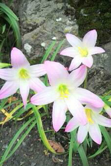 �o��Ƃ�悪��