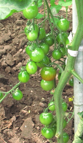 �o��Ƃ�悪��