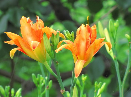 �o��Ƃ�悪��